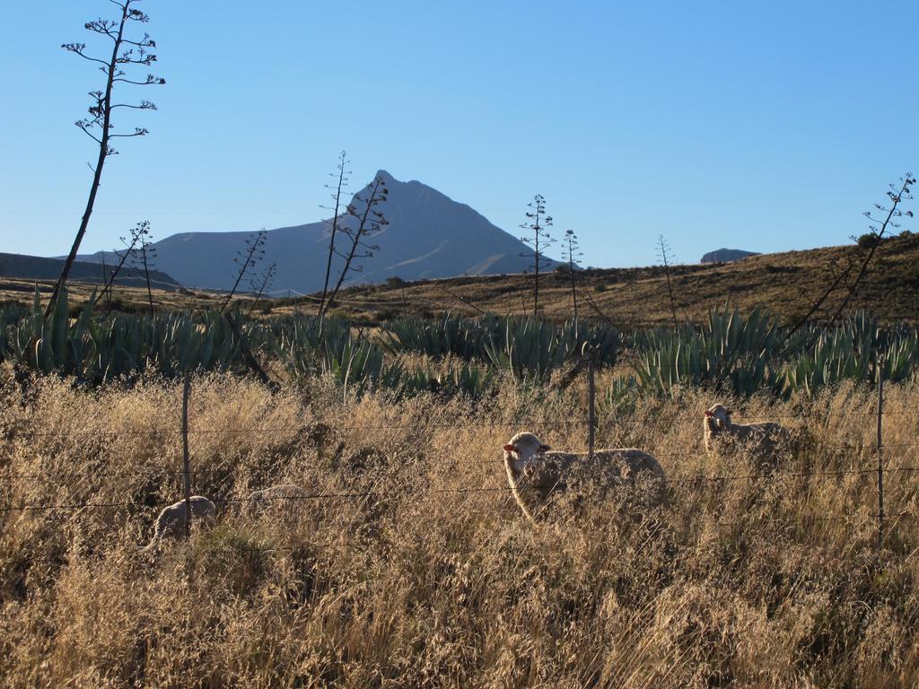 Ganora Guest Farm, Camping And Excursions Nieu-Bethesda Esterno foto